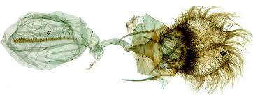 Attēlu rezultāti vaicājumam “Eana incanana”