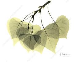 Attēlu rezultāti vaicājumam “Populus tremula leaf”