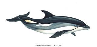 Image result for Leucopleurus acutus