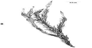 Attēlu rezultāti vaicājumam “Orthotrichum speciosum”