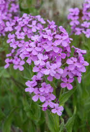 Attēlu rezultāti vaicājumam “Hesperis matronalis”