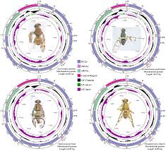 Attēlu rezultāti vaicājumam “Diderma cinereum macro”