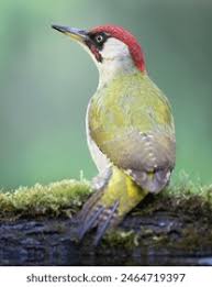 Attēlu rezultāti vaicājumam “Picus viridis”