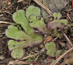 Attēlu rezultāti vaicājumam “Reboulia hemisphaerica”