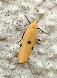 Attēlu rezultāti vaicājumam “Lithosia quadra male”