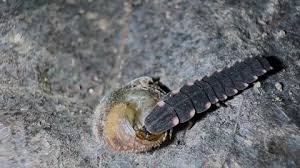 Attēlu rezultāti vaicājumam “Silpha obscura larva”