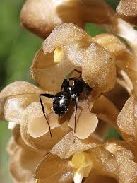 Attēlu rezultāti vaicājumam “Neottia nidus-avis fruit”