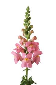 Image result for Antirrhinum majus