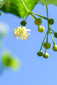 Attēlu rezultāti vaicājumam “Tilia platyphyllos subsp. cordifolia flower”