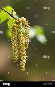 Attēlu rezultāti vaicājumam “Betula pubescens flower”
