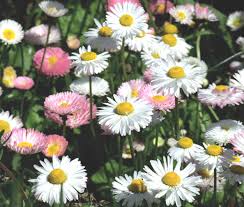 Attēlu rezultāti vaicājumam “Bellis perennis”