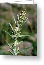 Attēlu rezultāti vaicājumam “Gnaphalium sylvaticum bud”