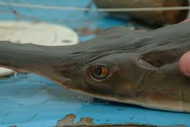 Image result for Pristis pectinata