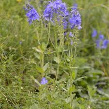 Attēlu rezultāti vaicājumam “Veronica austriaca subsp. teucrium”