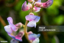Attēlu rezultāti vaicājumam “Lathyrus palustris flower”