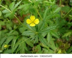 Image result for Potentilla tormentilla