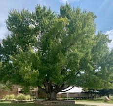 Attēlu rezultāti vaicājumam “Acer saccharinum”