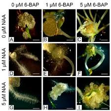 Attēlu rezultāti vaicājumam “Linaria loeselii”