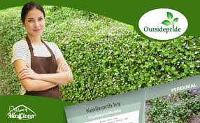 Attēlu rezultāti vaicājumam “Saxifraga cymbalaria fruit”