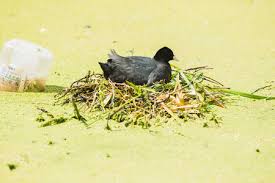 Attēlu rezultāti vaicājumam “Fulica atra nest”