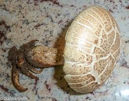 Attēlu rezultāti vaicājumam “Lentinus lepideus”