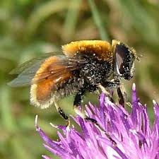 Attēlu rezultāti vaicājumam “Eristalis sp.”