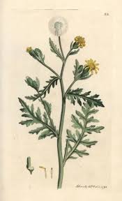 Attēlu rezultāti vaicājumam “Senecio viscosus”
