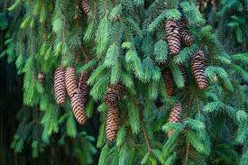 Attēlu rezultāti vaicājumam “Picea abies fo. virgata fruit”