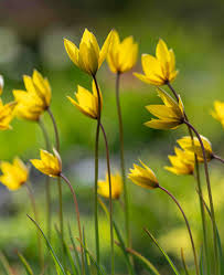 Attēlu rezultāti vaicājumam “Tulipa sylvestris fruit”