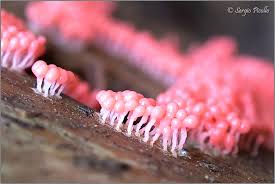 Attēlu rezultāti vaicājumam “Hemitrichia decipiens”