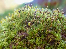 Attēlu rezultāti vaicājumam “Tortula truncata sporophyte”