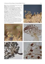 Attēlu rezultāti vaicājumam “Cribrariaceae”