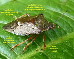 Attēlu rezultāti vaicājumam “Pinthaeus sanguinipes”