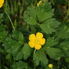 Attēlu rezultāti vaicājumam “Ranunculus repens leaf”