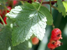 Attēlu rezultāti vaicājumam “Ribes rubrum leaf”