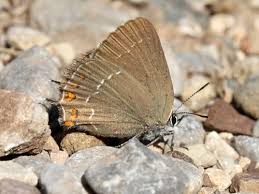 Attēlu rezultāti vaicājumam “Satyrium ilicis underside”