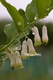 Attēlu rezultāti vaicājumam “Polygonatum odoratum flower”