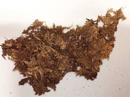 Attēlu rezultāti vaicājumam “Sphagnum inundatum”