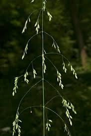 Attēlu rezultāti vaicājumam “Poa remota”