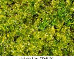 Attēlu rezultāti vaicājumam “Plagiomnium affine sporophyte”