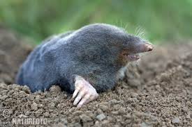 Attēlu rezultāti vaicājumam “Talpa europaea”