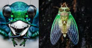 Attēlu rezultāti vaicājumam “macro”