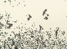 Attēlu rezultāti vaicājumam “Physarum album spores”