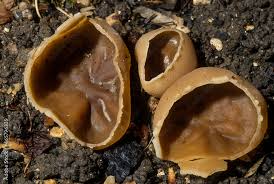 Attēlu rezultāti vaicājumam “Disciotis venosa”