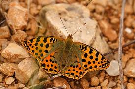 Attēlu rezultāti vaicājumam “Issoria lathonia”