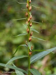 Image result for Digitalis lutea