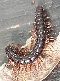 Attēlu rezultāti vaicājumam “Strongylosoma pallipes”