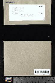 Attēlu rezultāti vaicājumam “Harpanthus flotovianus”