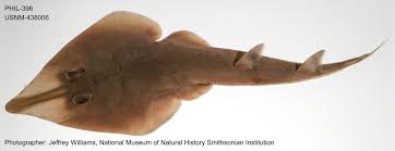 Image result for Rhinobatos rhinobatos