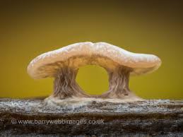 Attēlu rezultāti vaicājumam “Diderma hemisphaericum”